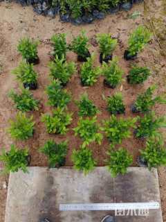 高度15厘米杜鹃