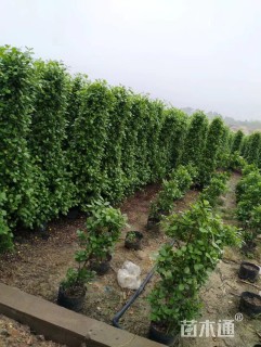 高度180厘米火山榕