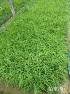 高度20厘米白花马蔺