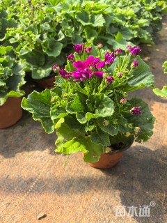 高度15厘米瓜叶菊