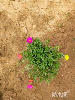 高度15厘米马齿苋