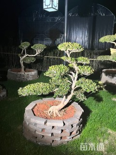 高度90厘米瓜子黄杨