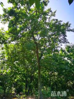 21公分朴树