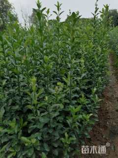 高度40厘米大叶黄杨
