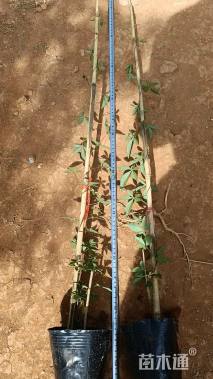 100厘米爬山虎