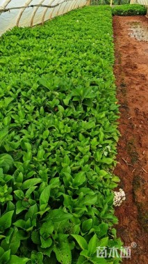 高度25厘米绣球