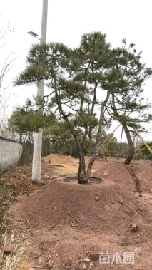 高度500厘米别墅松