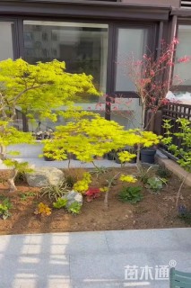 高度120厘米羽毛枫