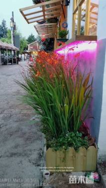 高度50厘米火星花