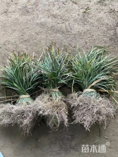 高度20厘米兰花三七草