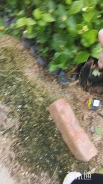 高度30厘米虎头茉莉