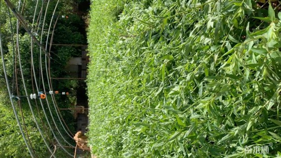 高度20厘米千屈菜