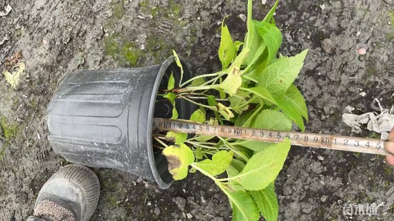 高度30厘米无尽夏绣球