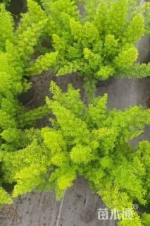 高度30厘米狐尾天门冬