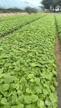 高度20厘米二月兰