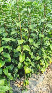 高度80厘米梨树小苗