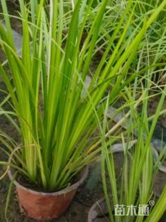 高度18厘米金叶石菖蒲