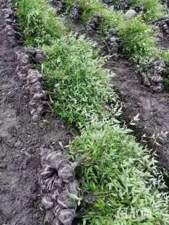 高度30厘米南天竹