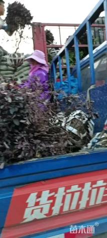 冠幅80厘米红花继木球