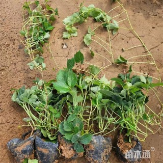 30厘米三叶地锦