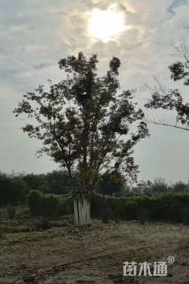 高度850厘米丛生元宝枫