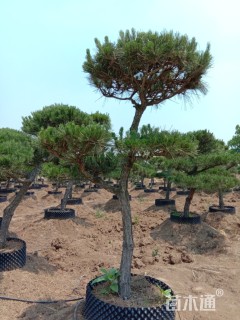 造型黑松