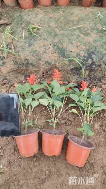 高度20厘米一串红