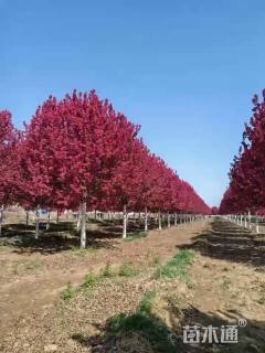 15公分绚丽海棠