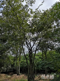 50公分丛生朴树