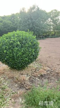 150厘米扶芳藤球