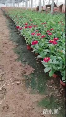 高度25厘米百日草