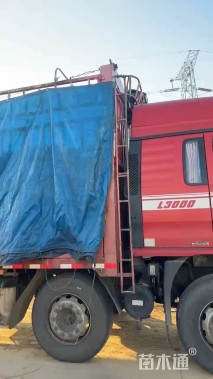 高度30厘米玛格丽特花