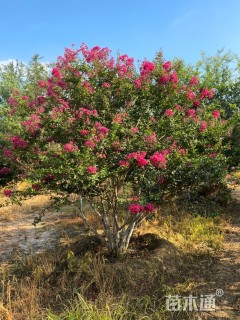 高度300厘米丛生小叶紫薇