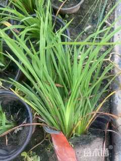 高度20厘米大花萱草