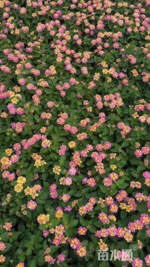 冠幅15厘米五色梅