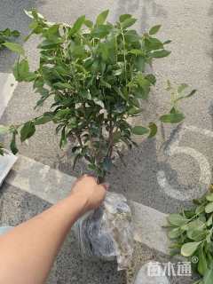 高度40厘米地中海荚蒾