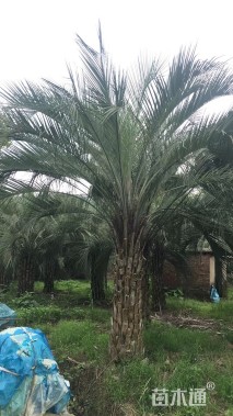 裸干高50厘米布迪椰子