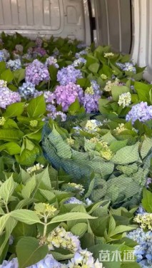 高度20厘米八仙花