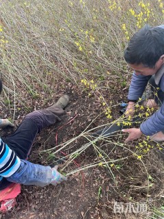 高度80厘米连翘