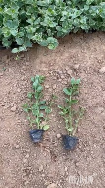 高度40厘米花叶蔓长春