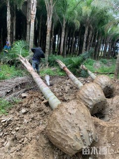 裸干高500厘米金山葵