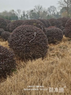 冠幅200厘米红花继木球