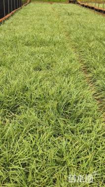 高度25厘米丽蚌草