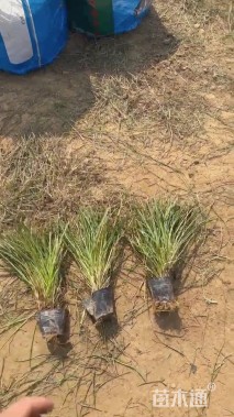 高度50厘米白茅