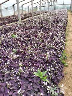 高度20厘米红花酢浆草