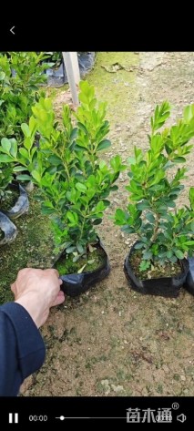 高度20厘米瓜子黄杨