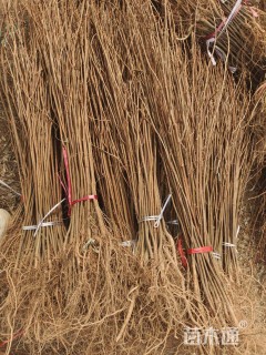 高度50厘米刺槐小苗