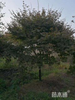 高度350厘米三季红红枫