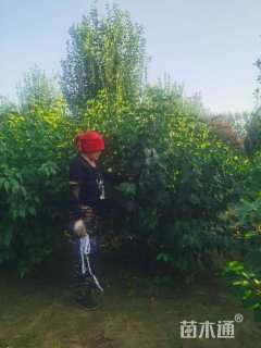 高度250厘米丛生丁香