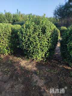 高度90厘米红王子锦带球